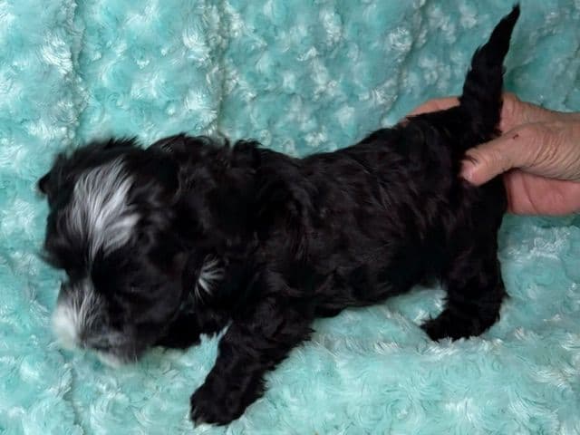 Havanese Puppies media 6