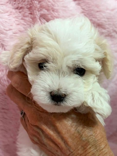 Havanese Puppies media 7
