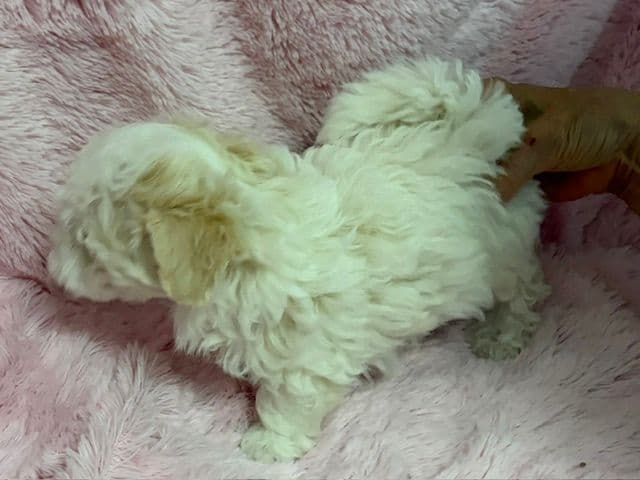 Havanese Puppies media 8