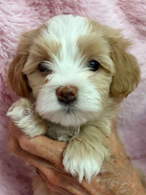 Havanese Puppies media 9
