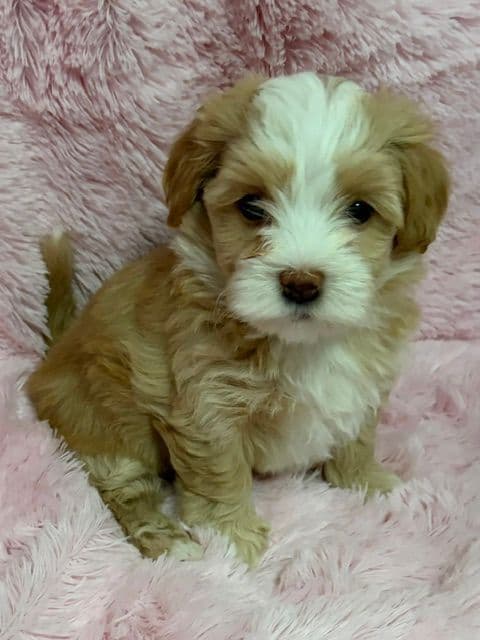 Havanese Puppies media 10