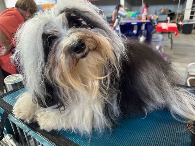Havanese Puppies media 12