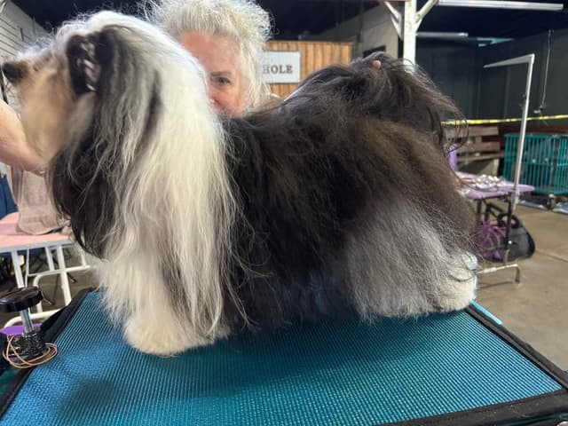Havanese Puppies media 13