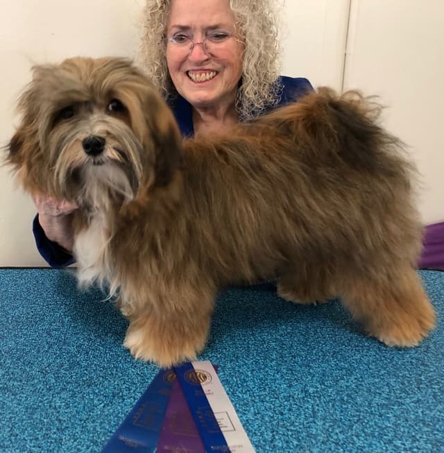 Havanese Puppies media 14