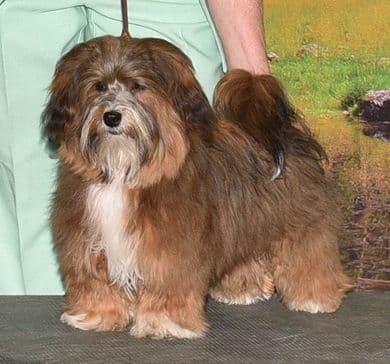 Havanese Puppies media 15