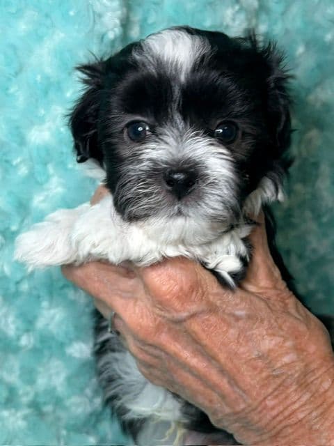 Havanese Puppies - both parents are grand champions media 4