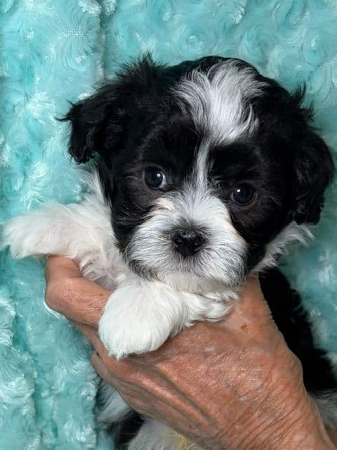 Havanese Puppies - both parents are grand champions media 5