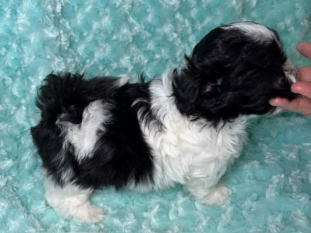 Havanese Puppies - both parents are grand champions media 6