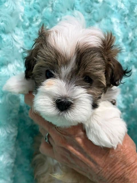 Havanese Puppies - both parents are grand champions media 7