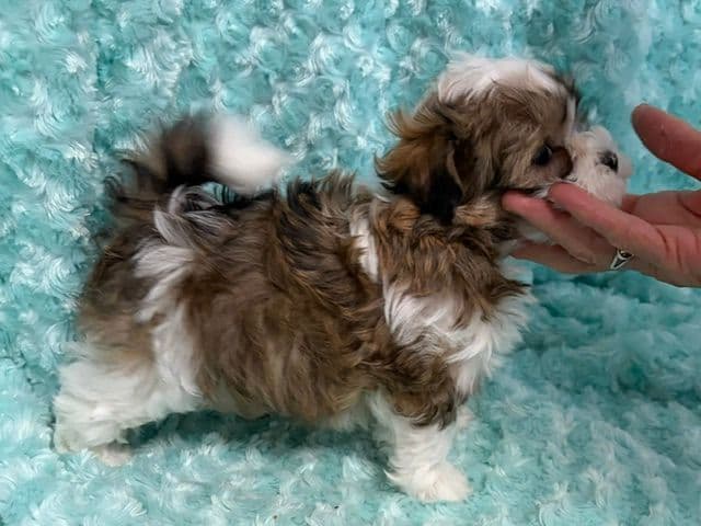 Havanese Puppies - both parents are grand champions media 8