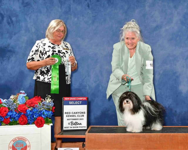 Havanese Puppies - both parents are grand champions media 9