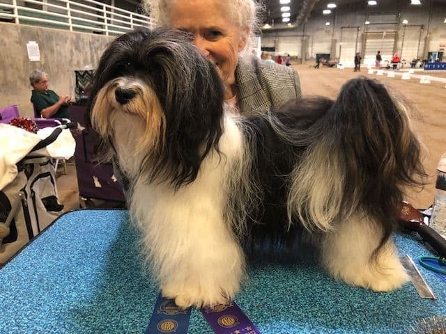 Havanese Puppies - both parents are grand champions media 10