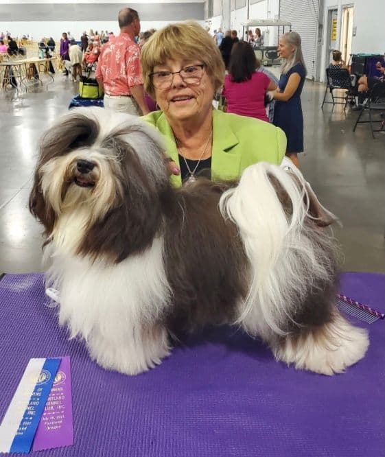 Havanese Puppies - both parents are grand champions media 14