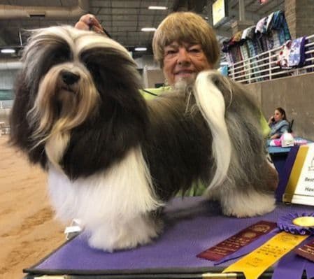 Havanese Puppies - both parents are grand champions media 12