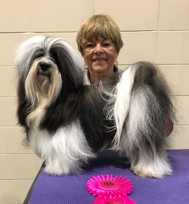 Havanese Puppies - both parents are grand champions media 13