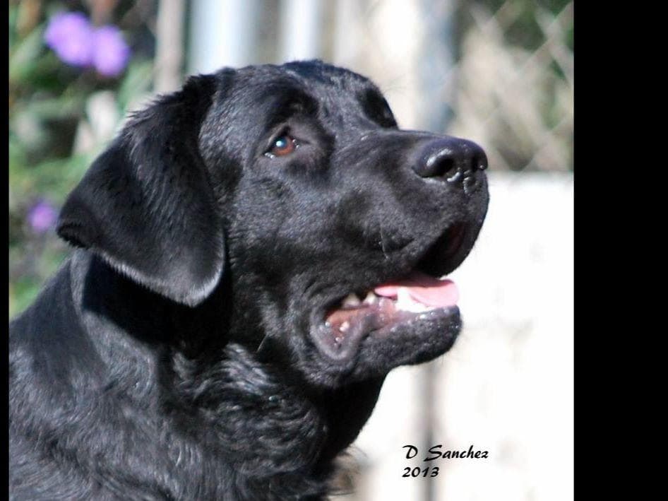 Labrador Retriever Puppies breeder image 1