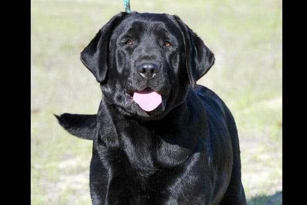 Labrador Retriever Puppies breeder image 4