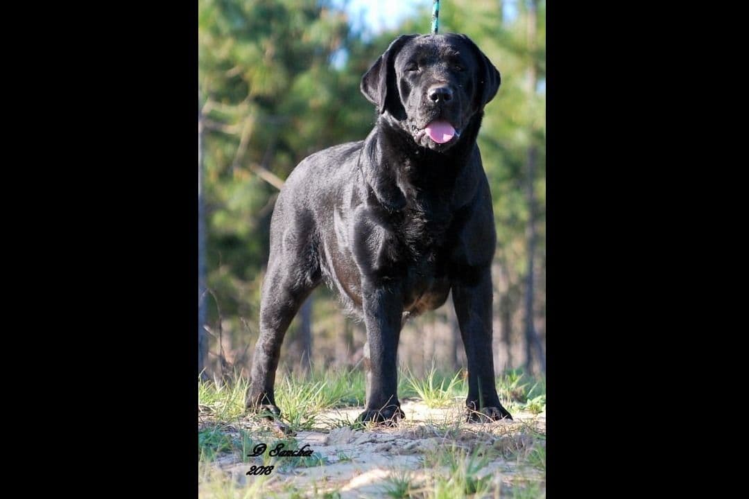 Labrador Retriever Puppies breeder image 5