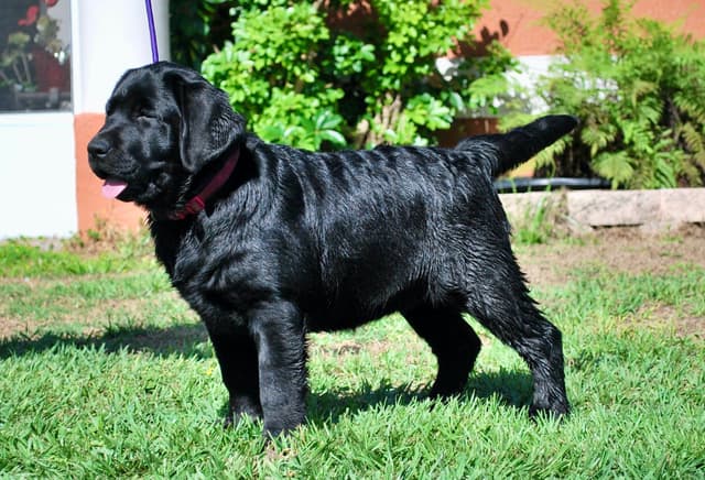 Labrador Retriever Puppies media 2