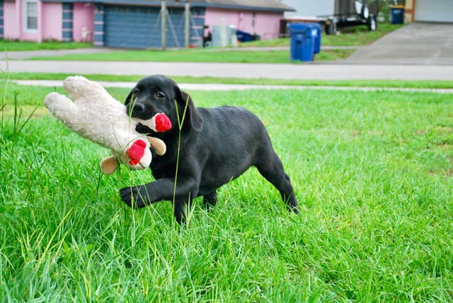 Labrador Retriever Puppies media 3