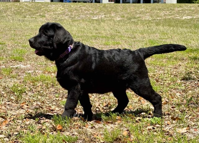 Labrador Retriever Puppies media 4
