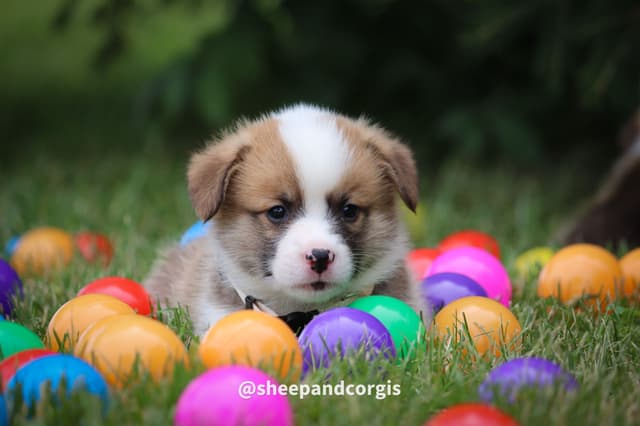 Pembroke Welsh Corgi Puppies media 3