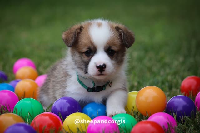 Pembroke Welsh Corgi Puppies media 5