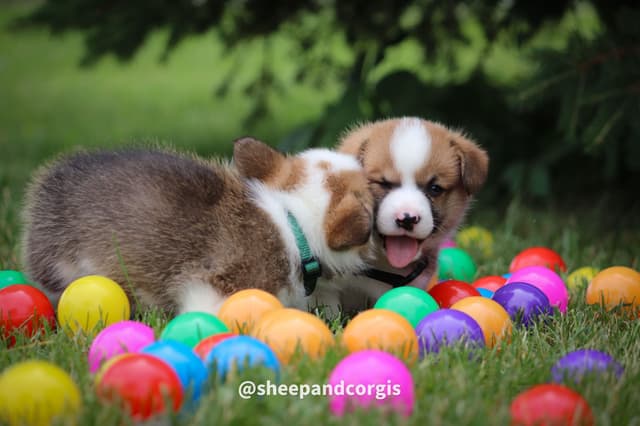 Pembroke Welsh Corgi Puppies media 8