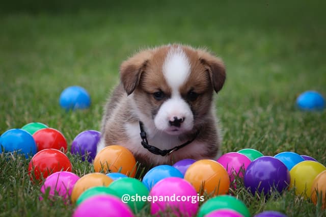 Pembroke Welsh Corgi Puppies media 6