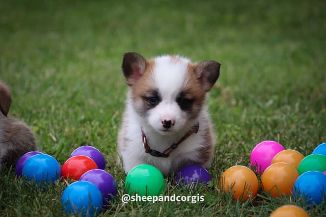 Pembroke Welsh Corgi Puppies media 9