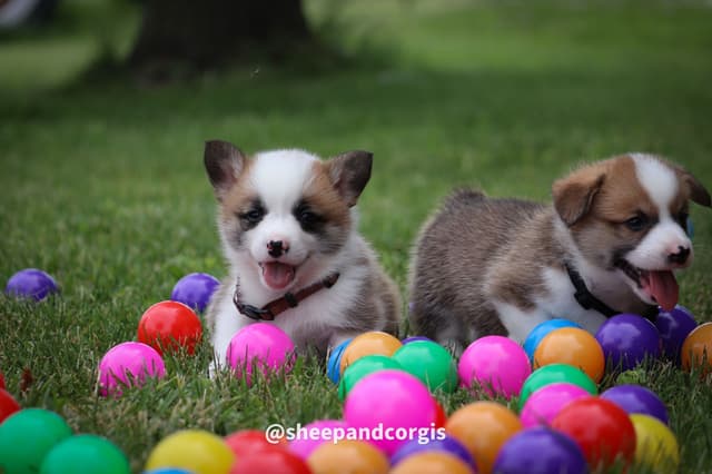 Pembroke Welsh Corgi Puppies media 4