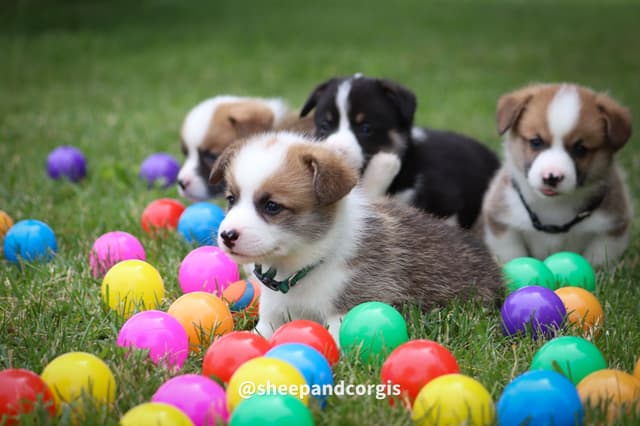 Pembroke Welsh Corgi Puppies media 10