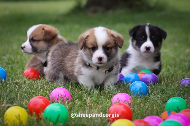 Pembroke Welsh Corgi Puppies media 2