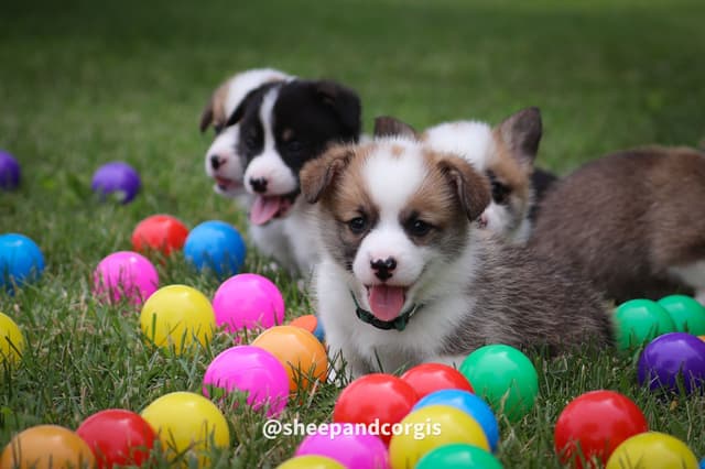 Pembroke Welsh Corgi Puppies media 7