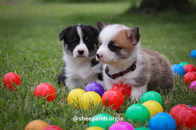 Pembroke Welsh Corgi Puppies media 11