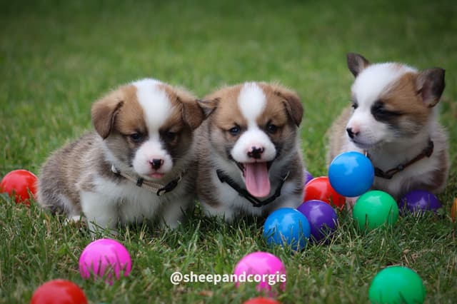 Pembroke Welsh Corgi Puppies media 12