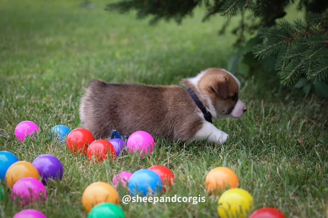 Pembroke Welsh Corgi Puppies media 13