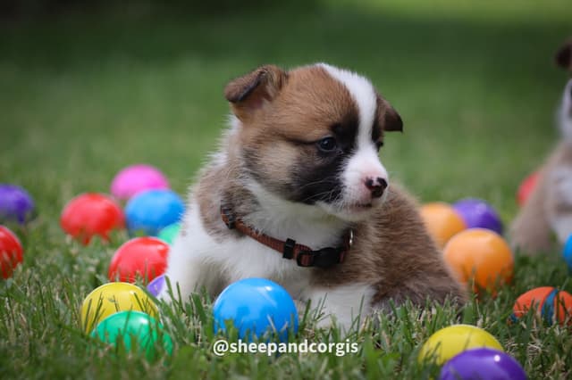 Pembroke Welsh Corgi Puppies media 15