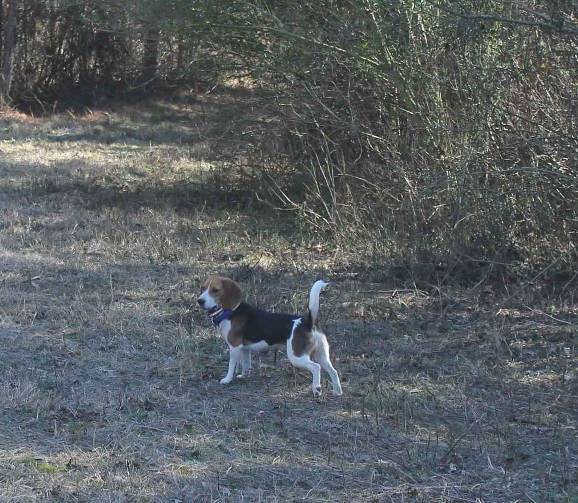 Beagle Puppies breeder image 11