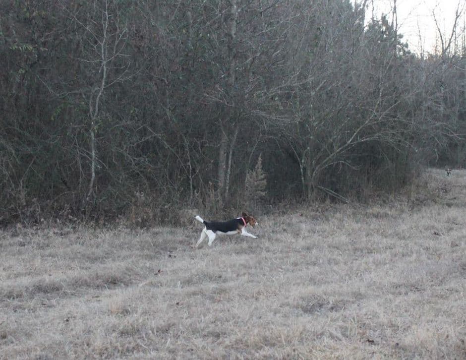 Beagle Puppies breeder image 13
