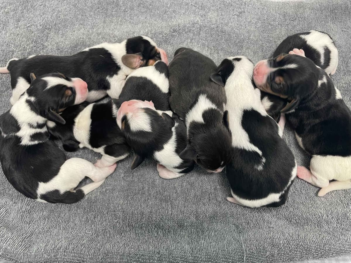 Beagle Puppies breeder image 19