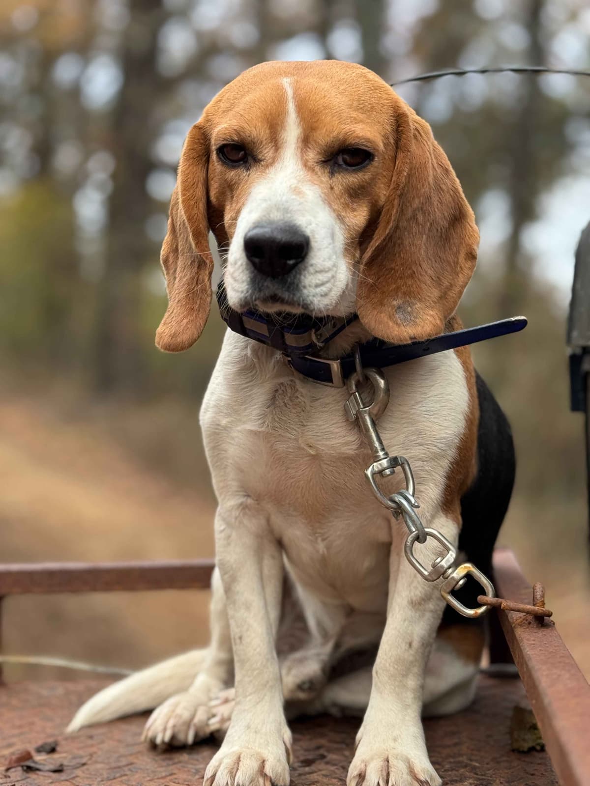 Beagle Puppies breeder image 7