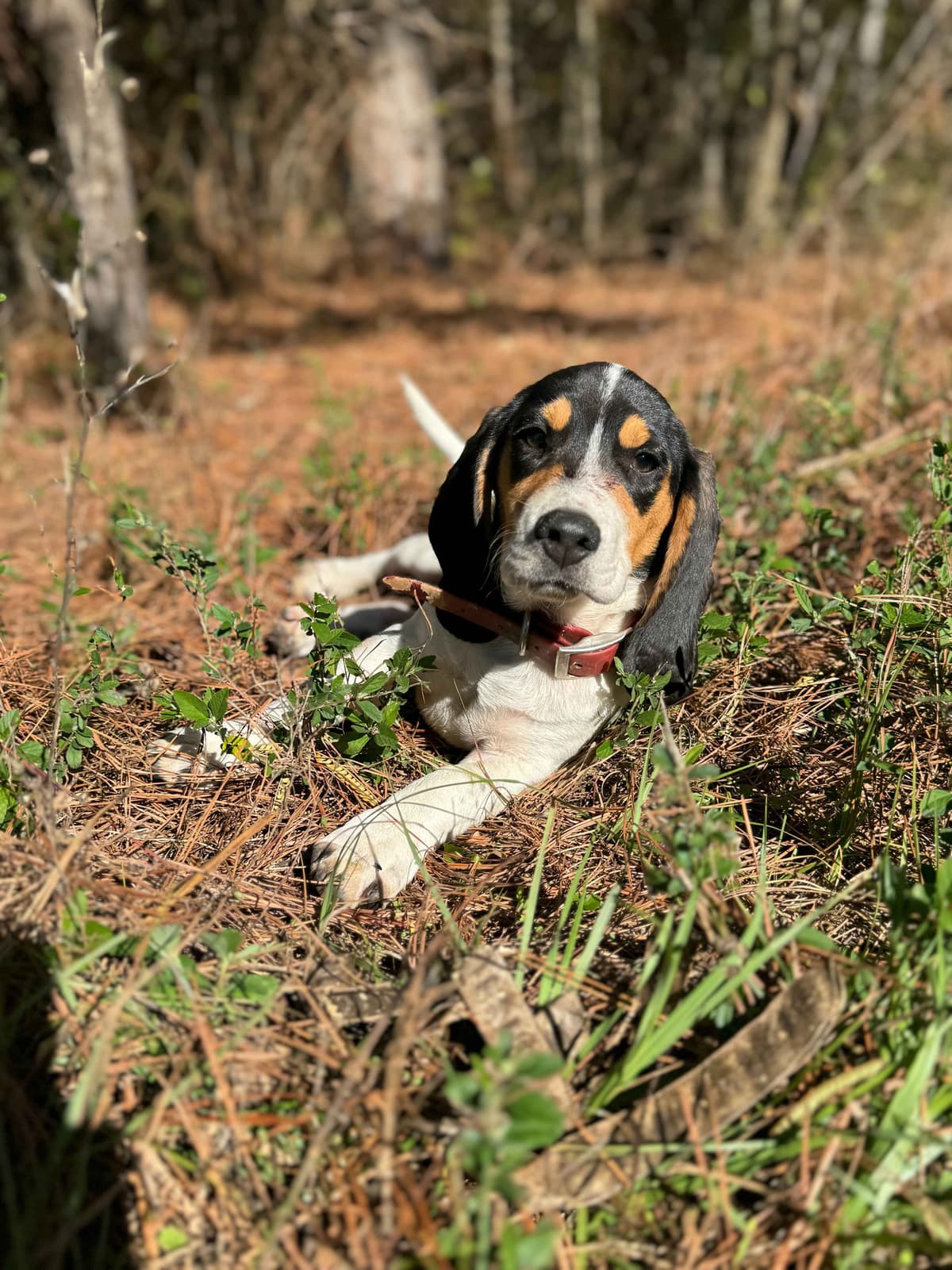 Beagle Puppies breeder image 4