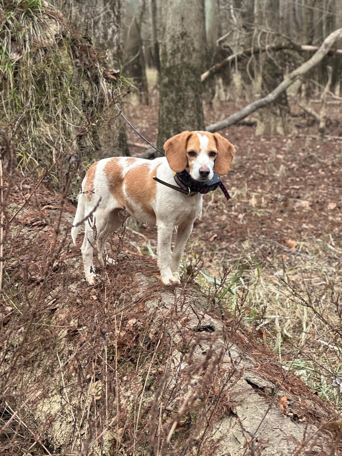 Beagle Puppies breeder image 23