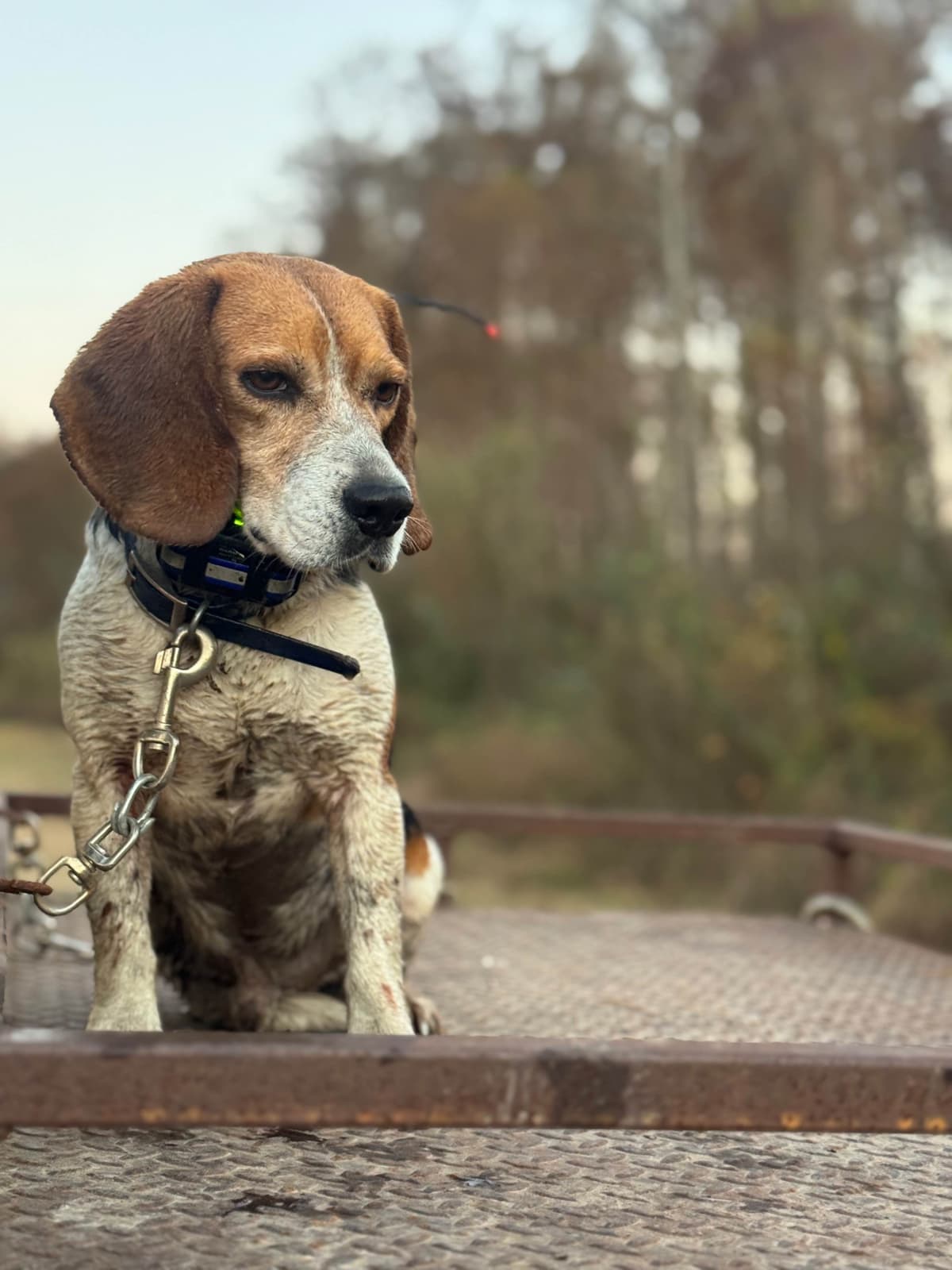 Beagle Puppies breeder image 21