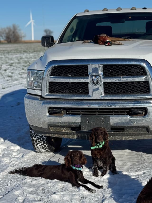 Boykin Spaniel Puppies media 7