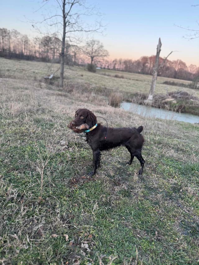 Boykin Spaniel Puppies media 6