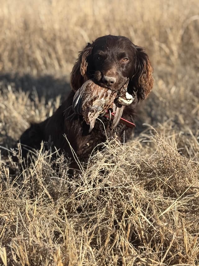 Boykin Spaniel Puppies media 8