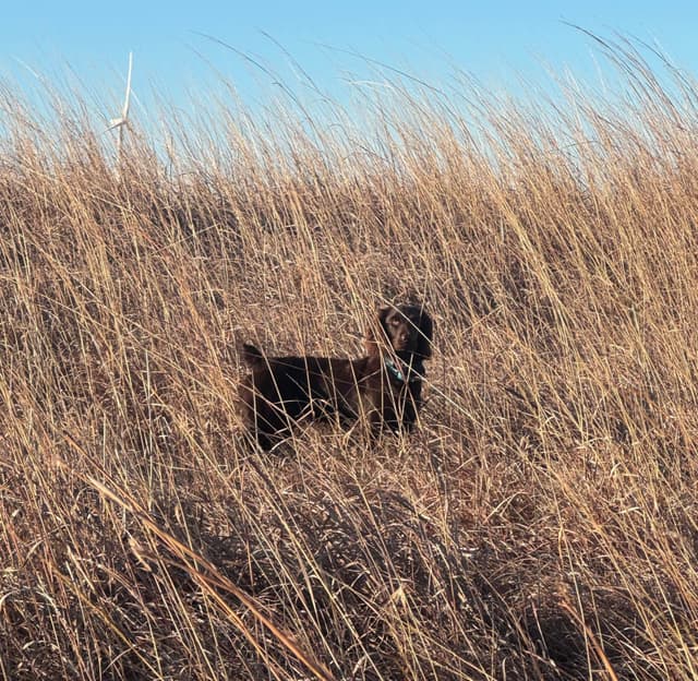 Boykin Spaniel Puppies media 5