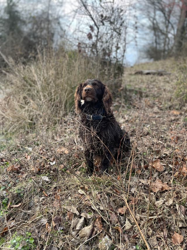 Boykin Spaniel Puppies media 10